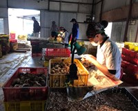 Bài 1 Kiếm trăm triệu mỗi tháng nhờ nghề phân loại giới tính gà 